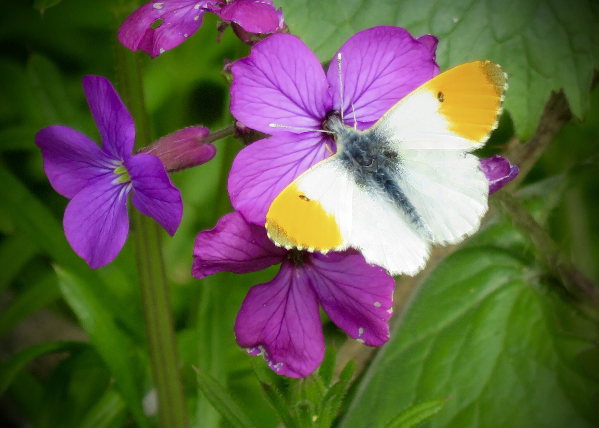 Insects – Friends of The Hook