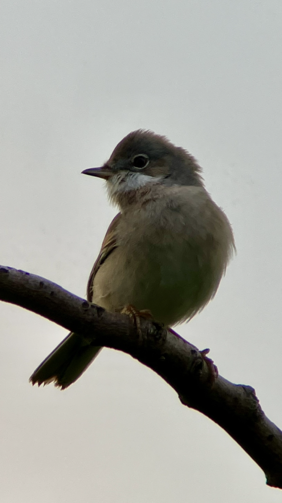 Common Whitethroat