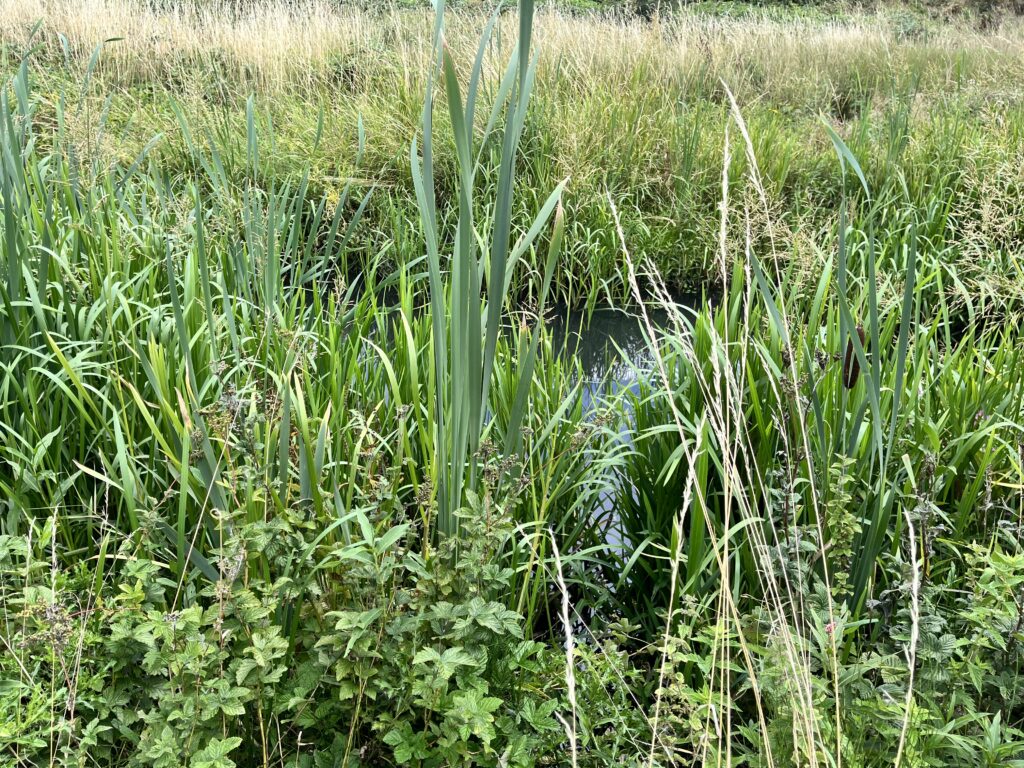 Vegetation by the dyke