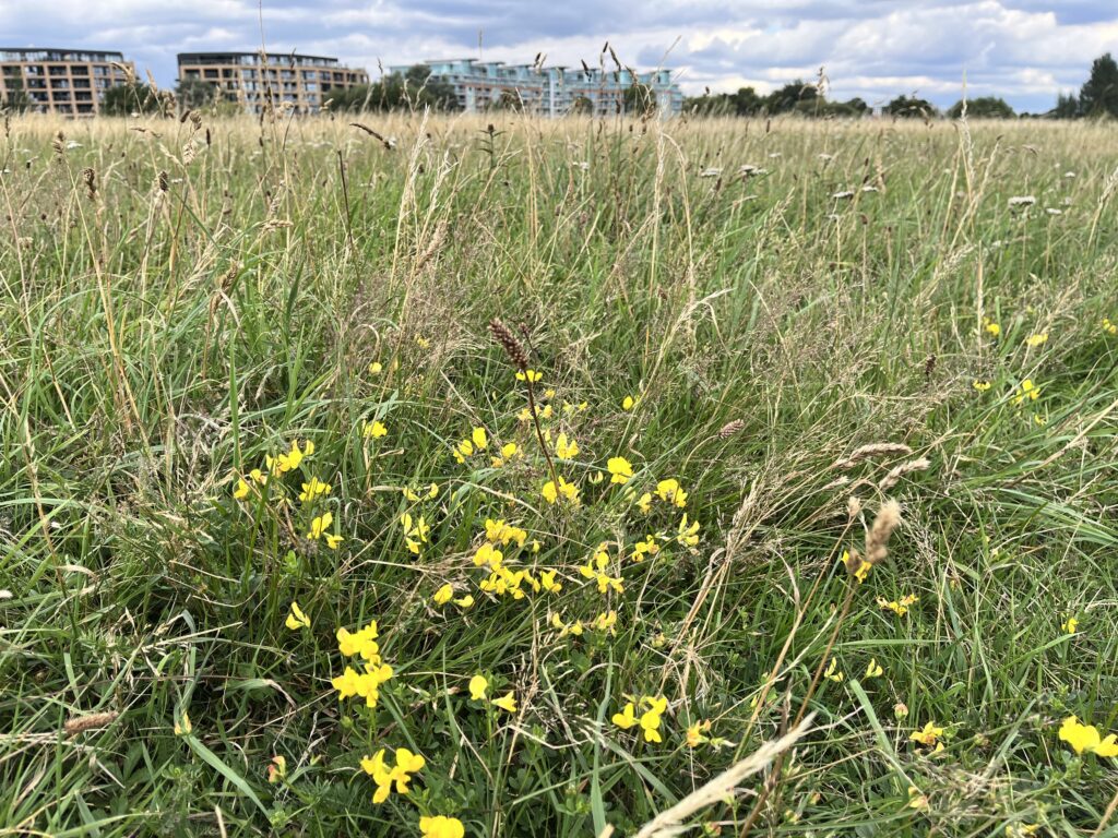 Yellow-rattle on the hay meadow