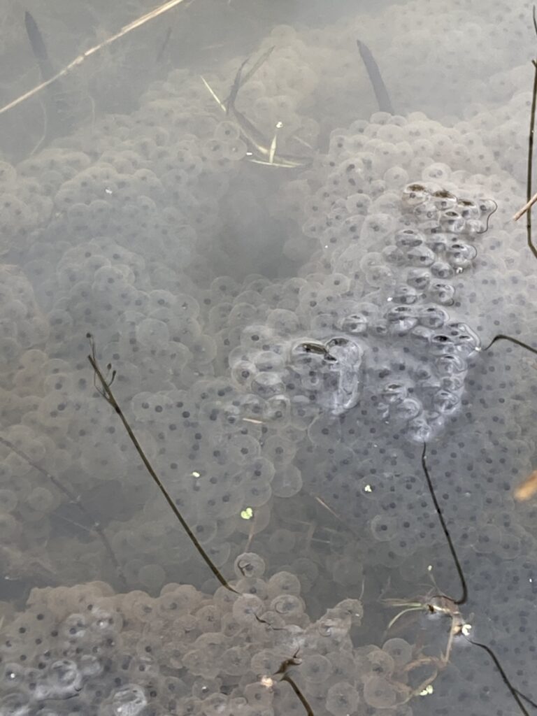 Frogspawn in the pond