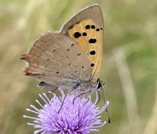 Brown Argus on common knapweed