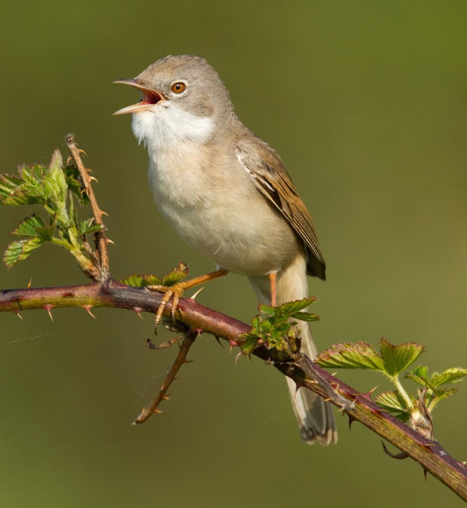 Common Whitethroat