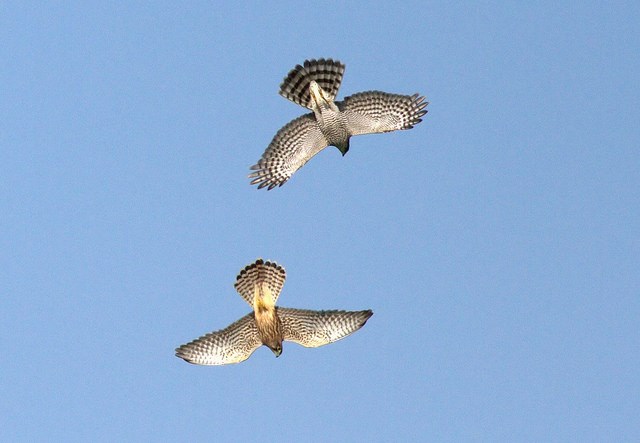 Sparrowhawk chasing a Kestrel