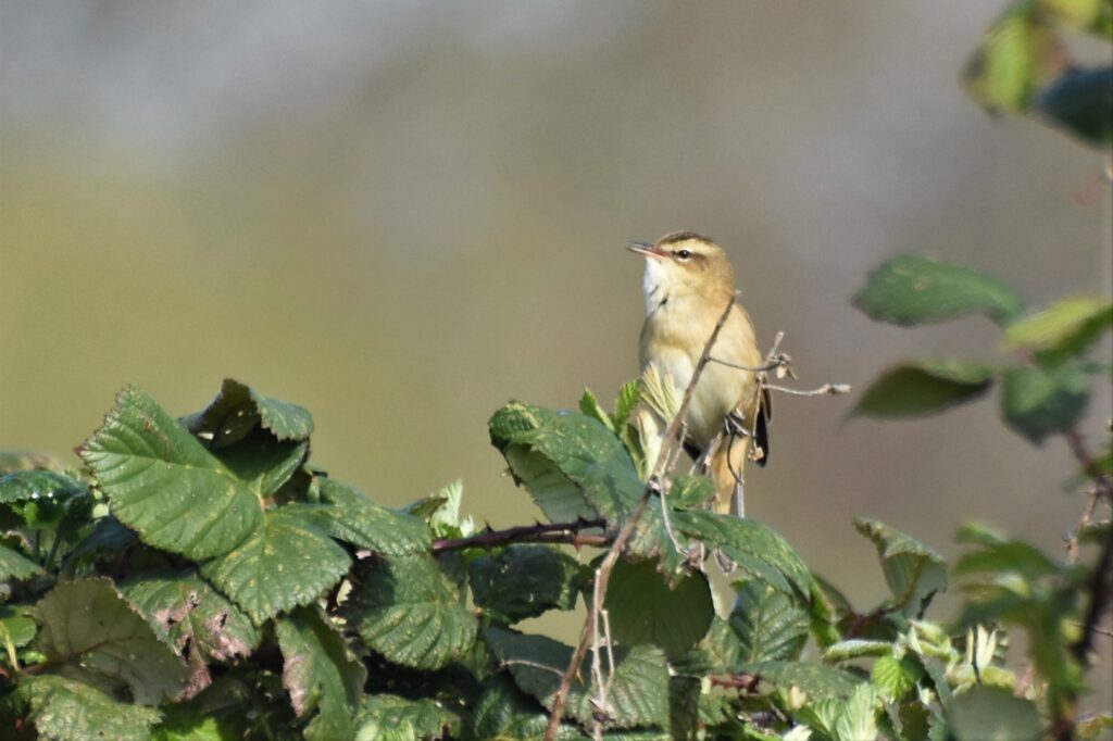 Sedge Warbler