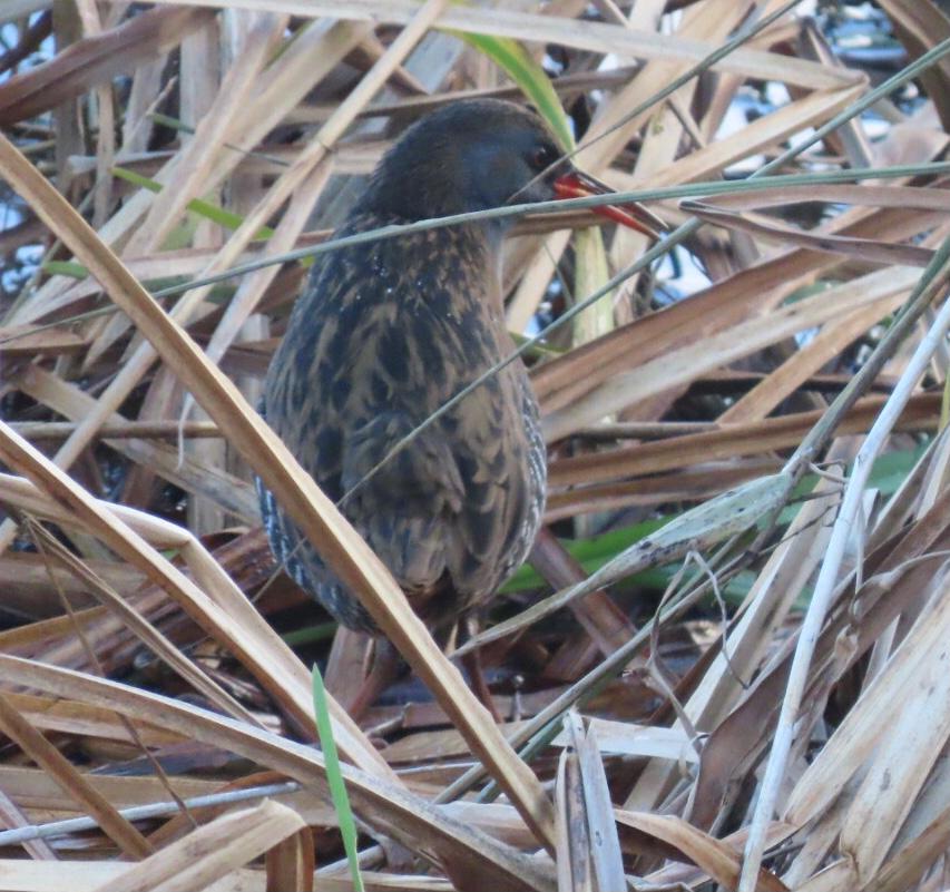 Water Rail