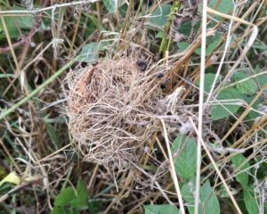 Harvest mouse nest on The Hook