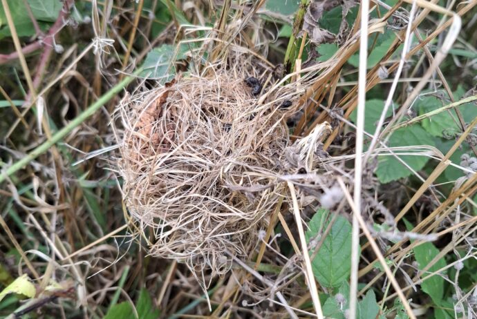 Harvest mouse nest on The Hook