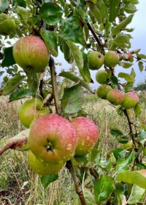 Ellison's Orange Apples in the Community Orchard