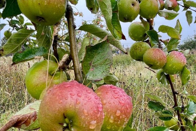 Ellison's Orange Apples in the Community Orchard