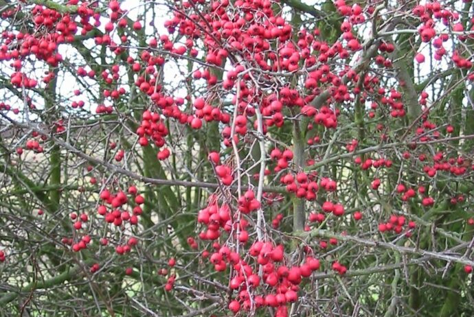 Hawthorn berries
