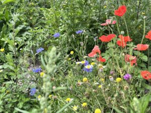 Wildflowers on The Hook
