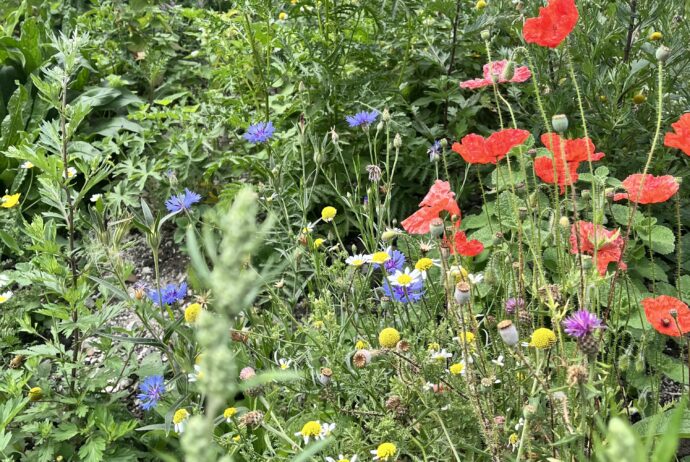 Wildflowers on The Hook
