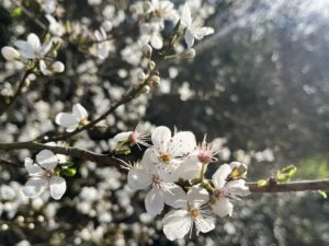 Cherry plum on The Hook