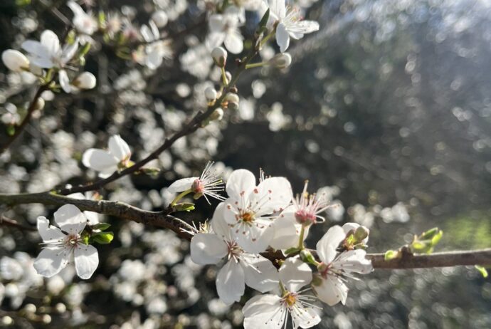 Cherry plum on The Hook