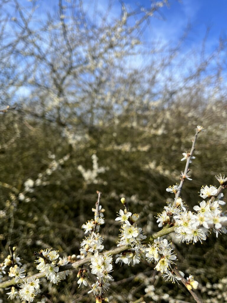 Blackthorn