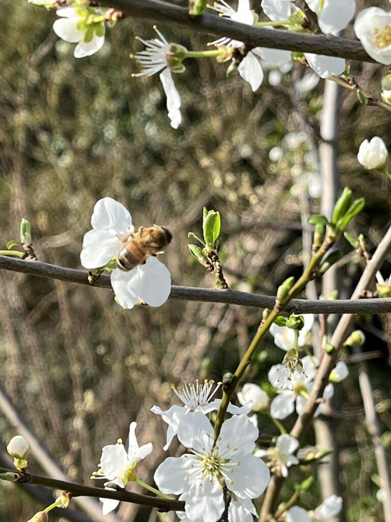 Honey bee on cherry plum