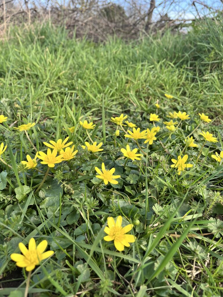 Lesser celandine