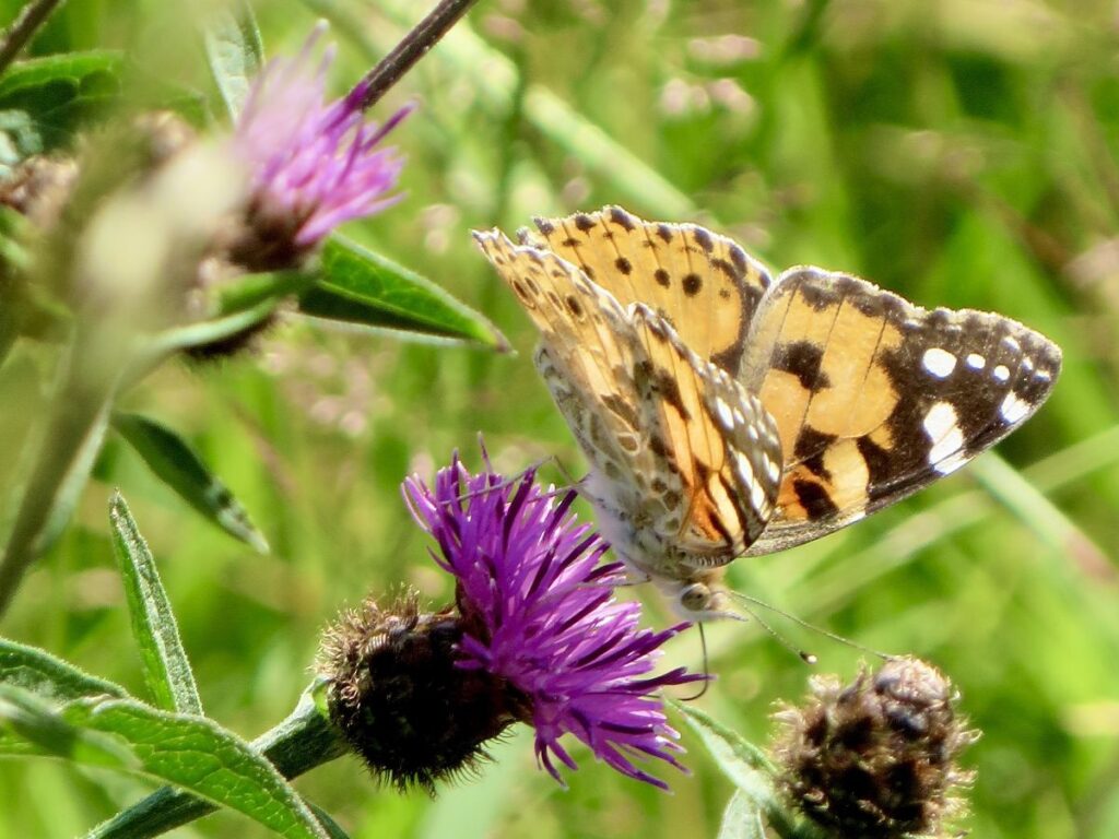 Painted lady butterfly