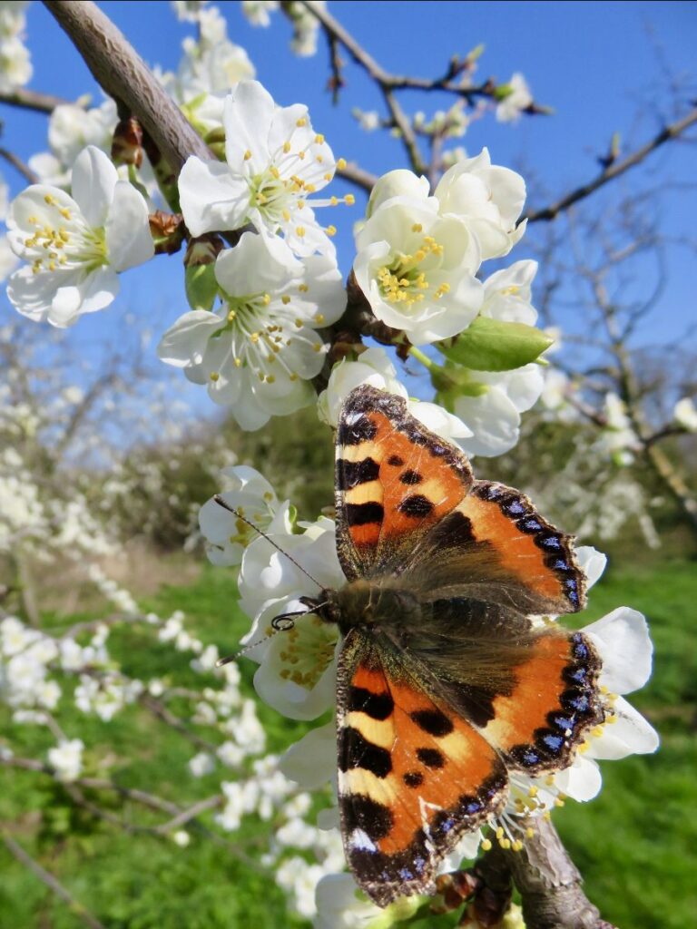 Small tortoiseshell butterfly