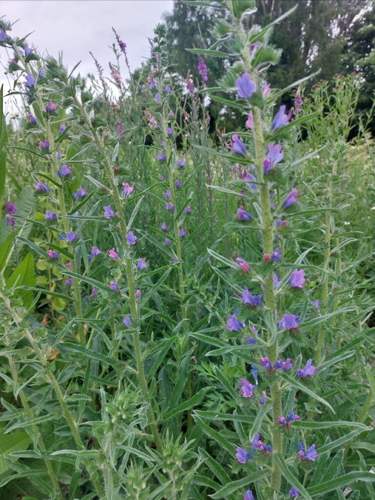 Vipers bugloss