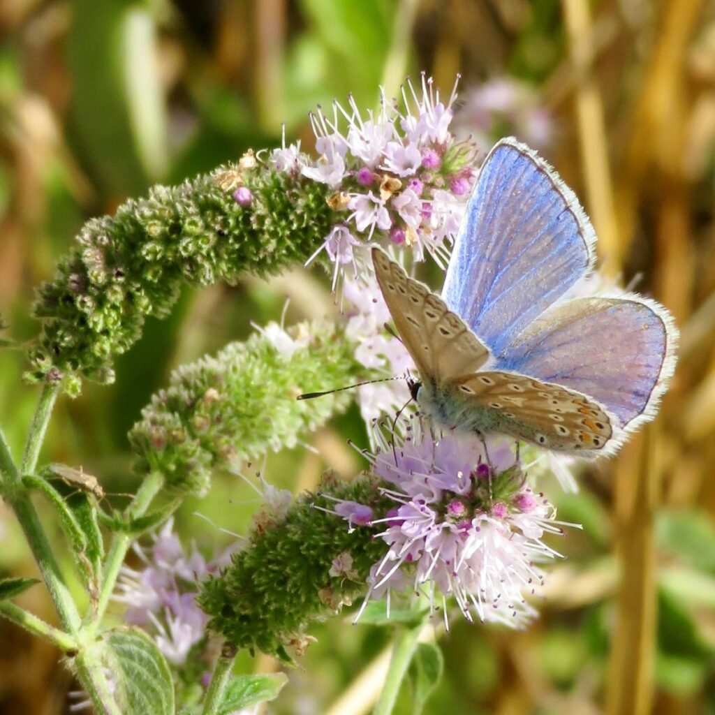 Common blue butterfly