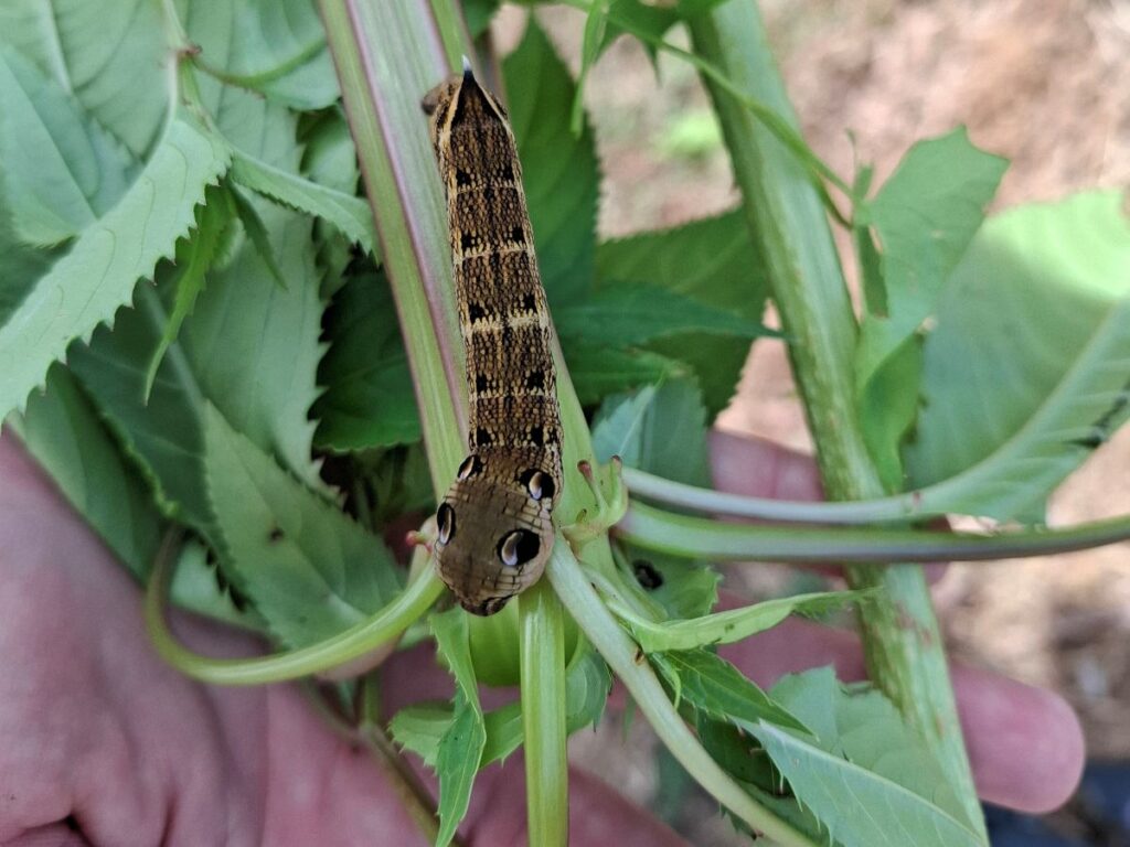 Elephant hawk moth caterpillar